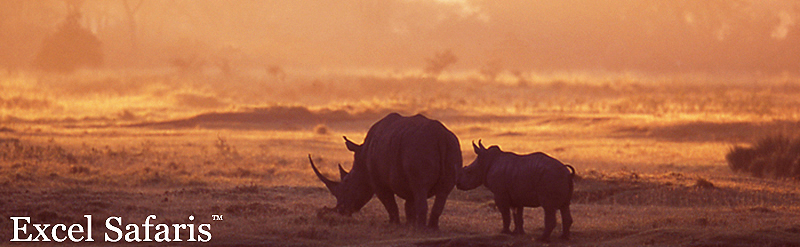 White Rhinos early AM